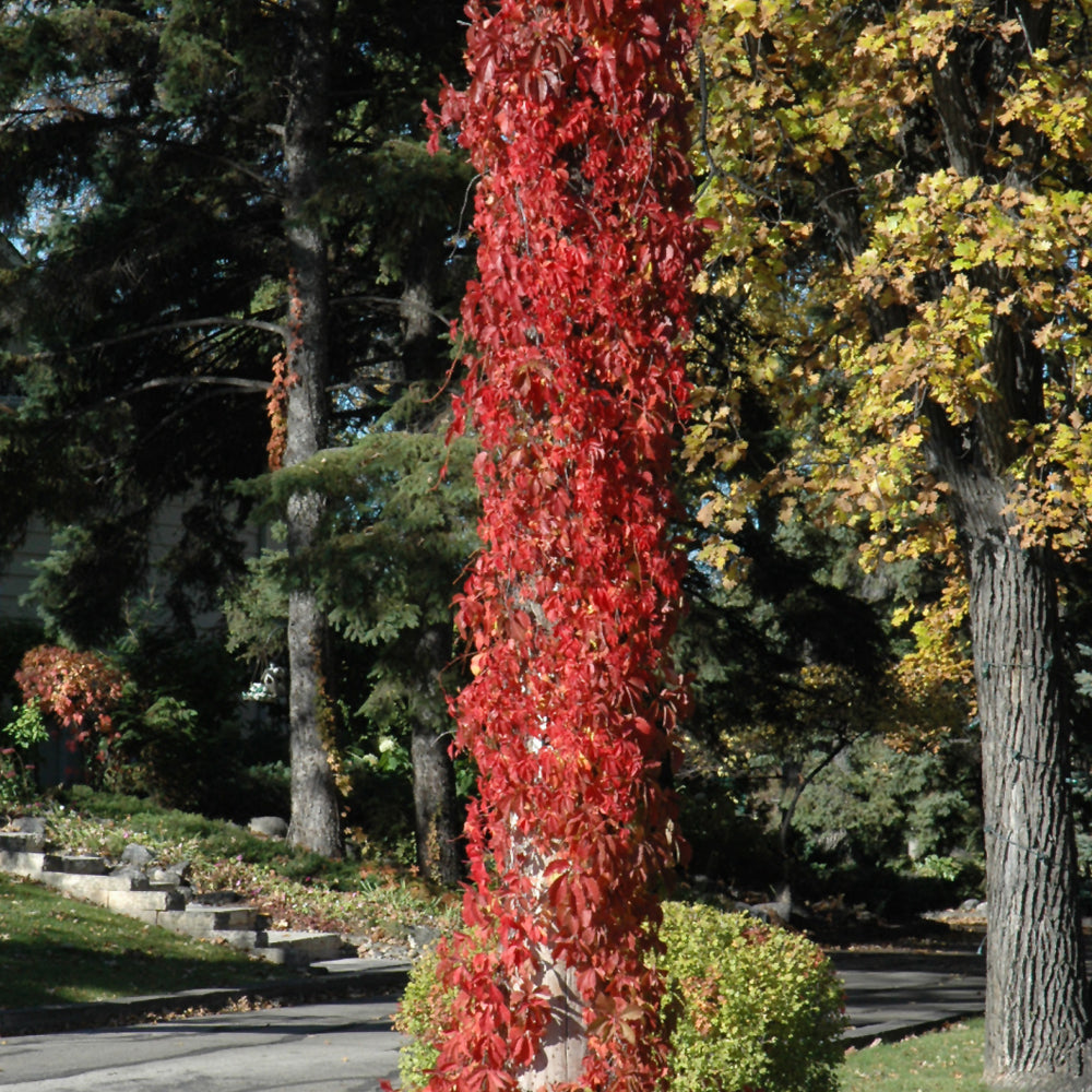 Parthenocissus quinquefolia