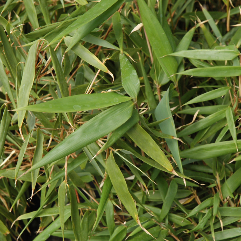 Rufa Clump Bamboo