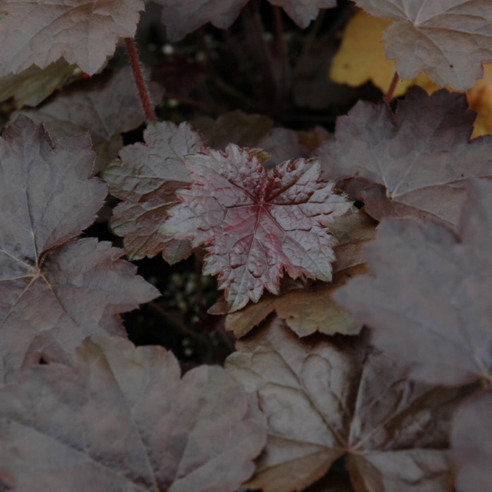 Heuchera 'Blackout'