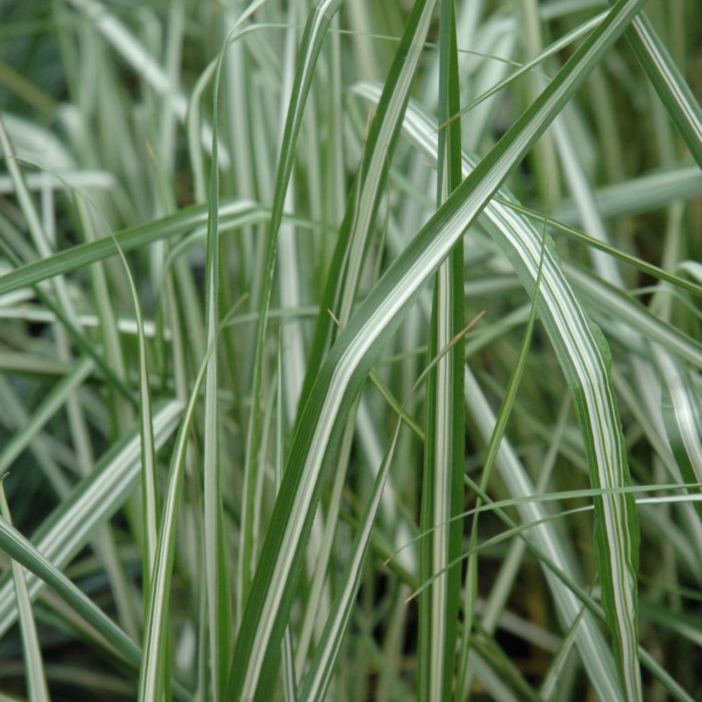Avalanche Reed Grass