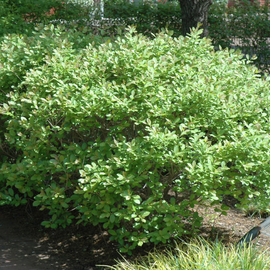 Ilex verticillata 'Jim Dandy'