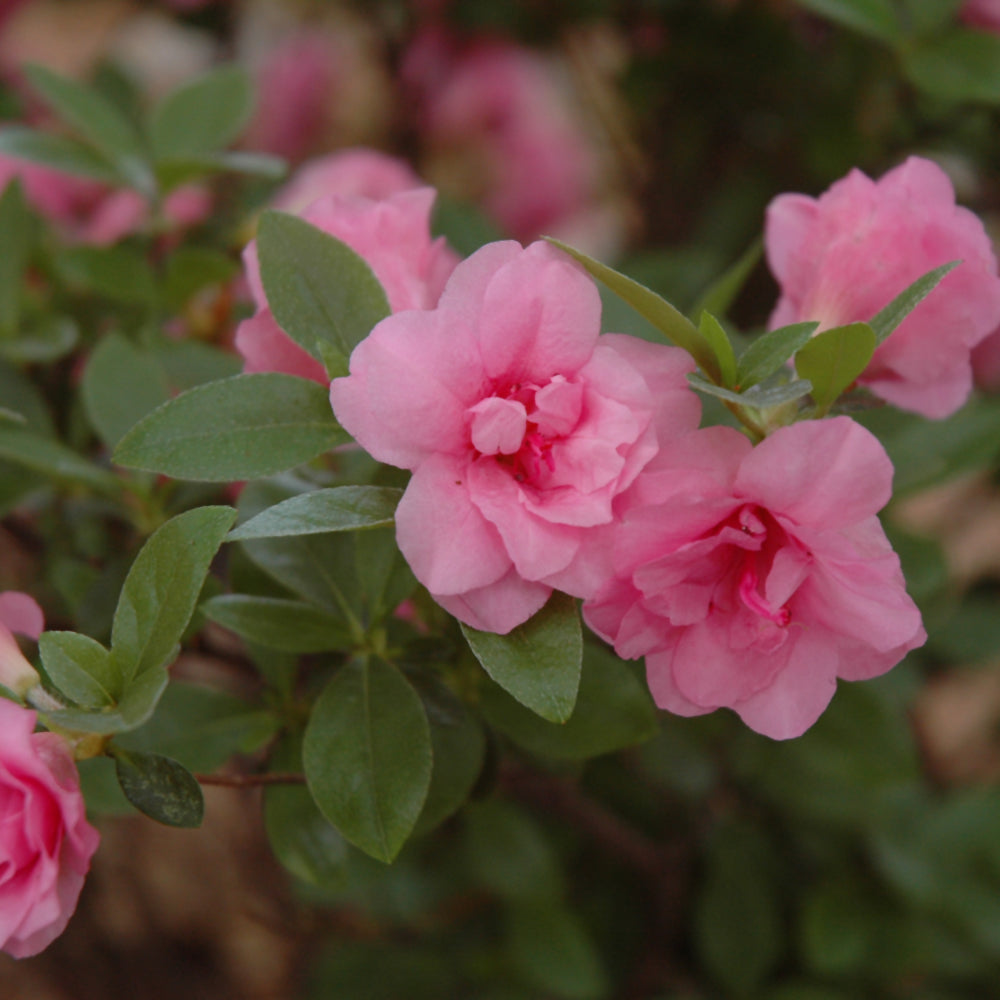 Rosebud Azalea