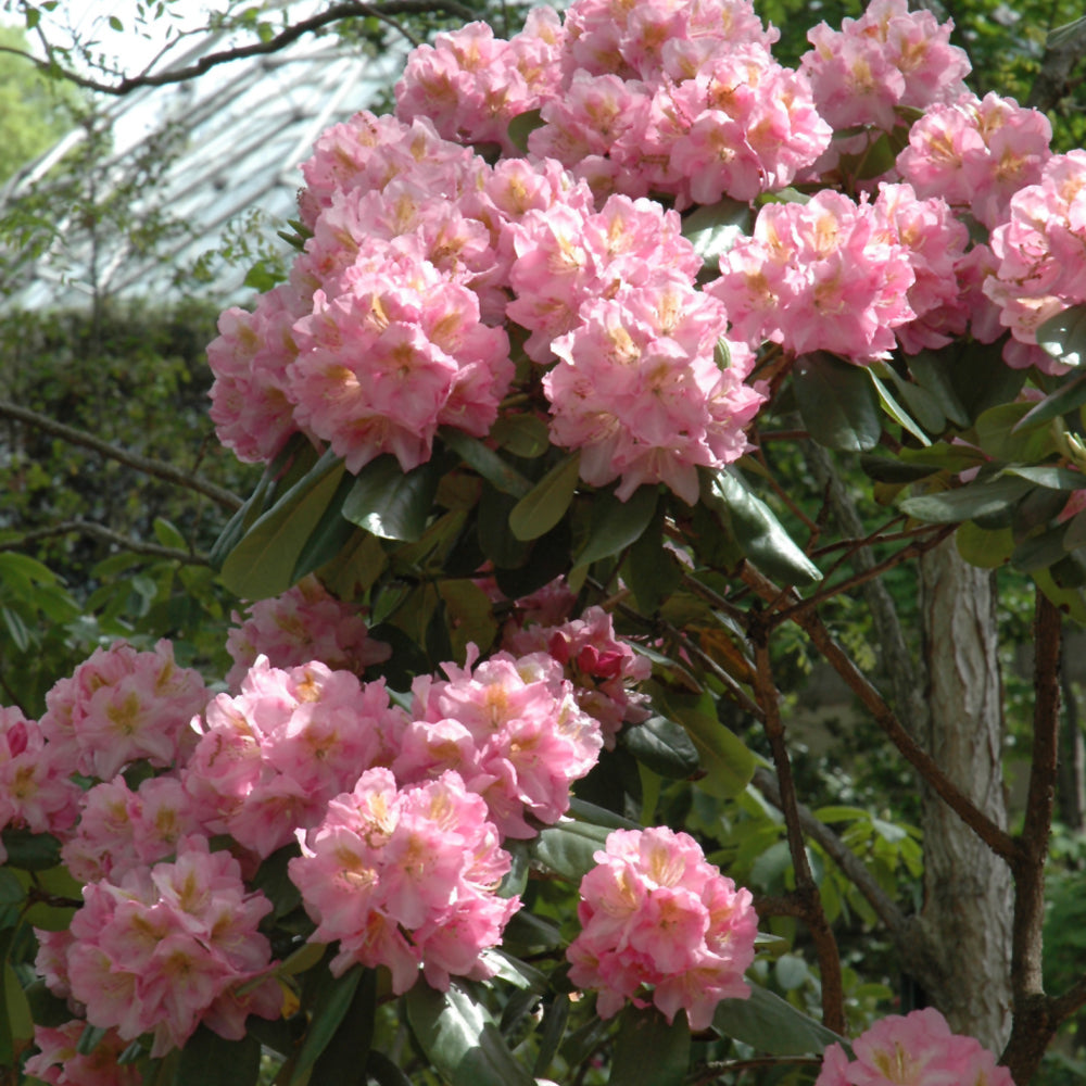 Scintillation Rhododendron