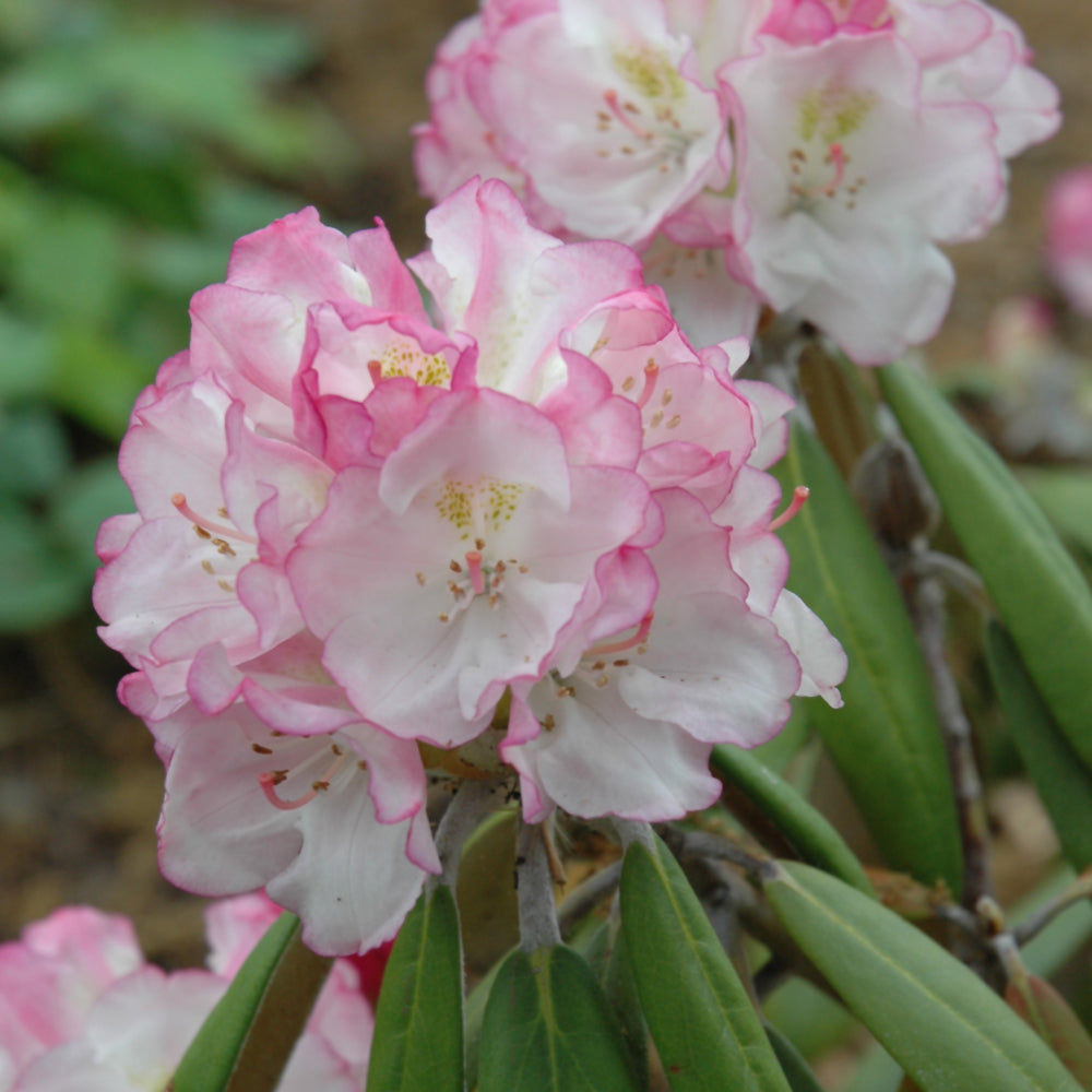 Rhododendron 'Ken Janeck'