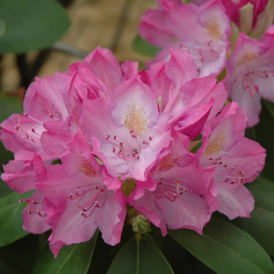 Rhododendron catawbiense 'English Roseum'