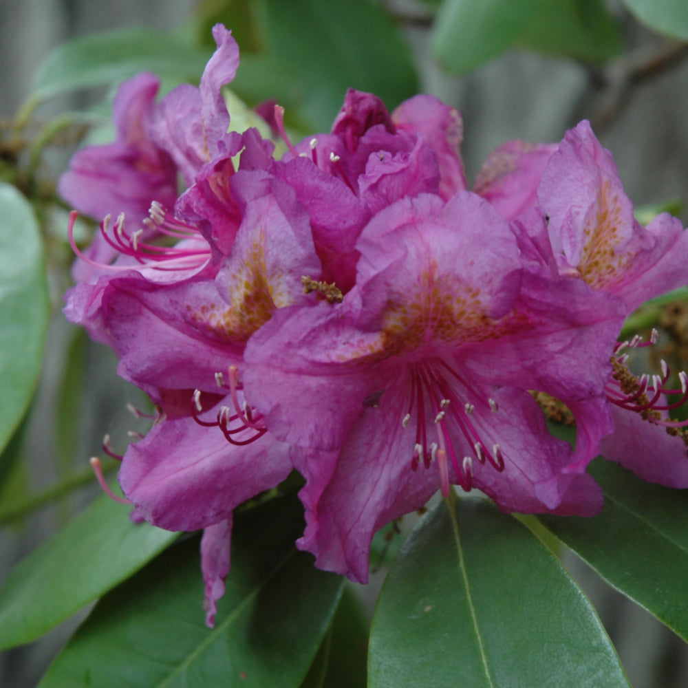 Rhododendron catawbiense 'Lee's Dark Purple'