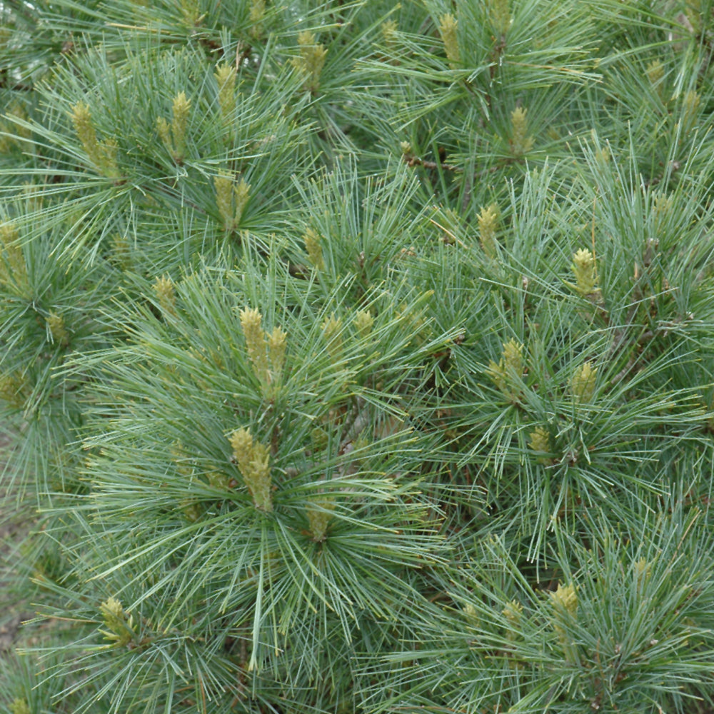 Blue Shag White Pine