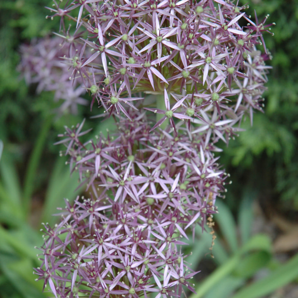 Allium christophii