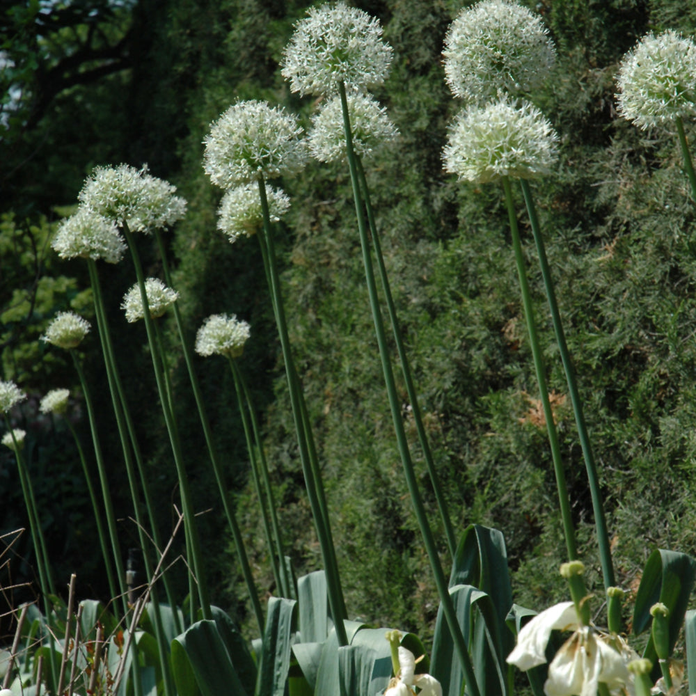 Allium 'Mount Everest'