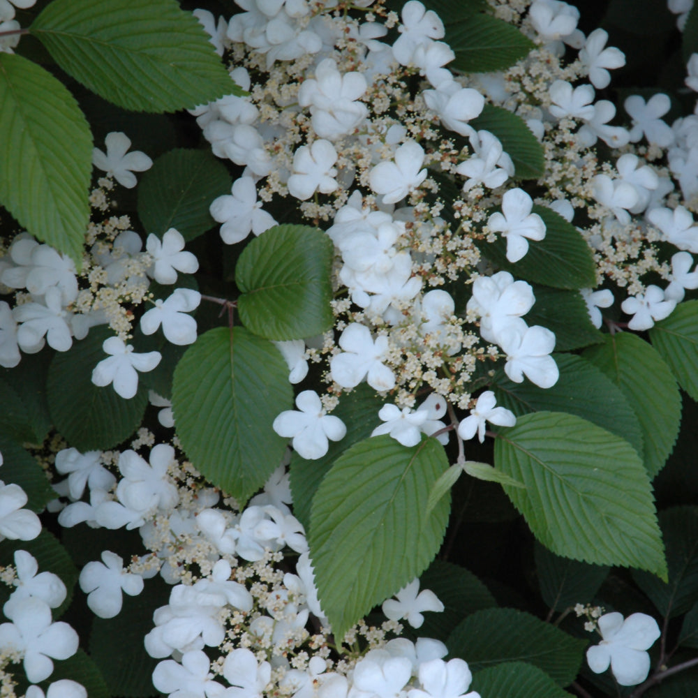 Maries Doublefile Viburnum