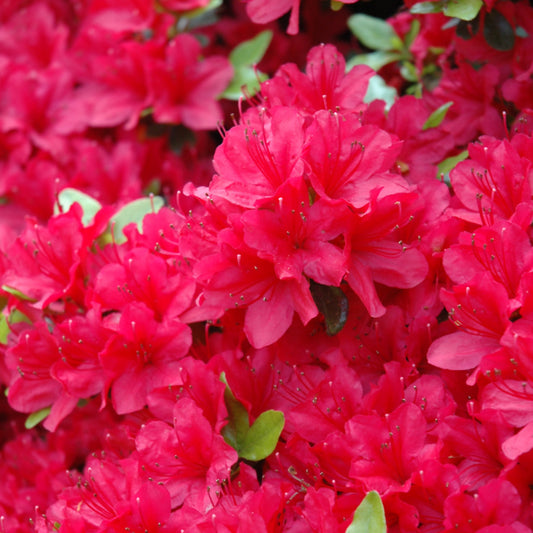 Rhododendron 'Hino Crimson'