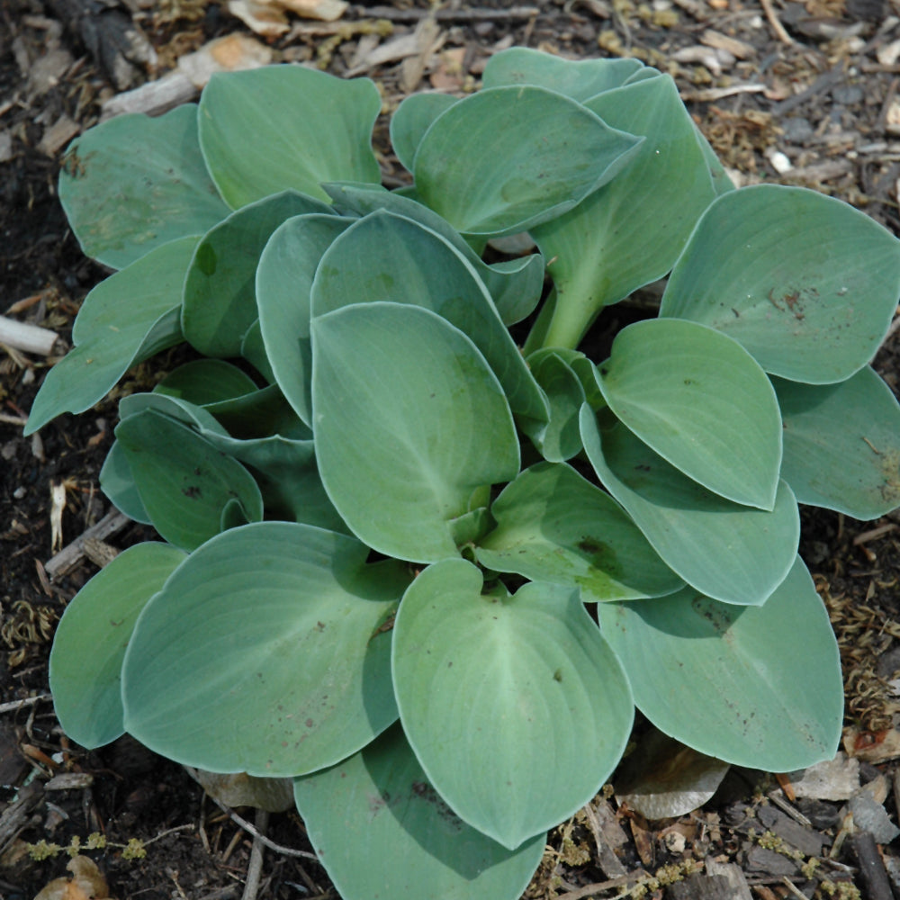 Blue Mouse Ears Hosta