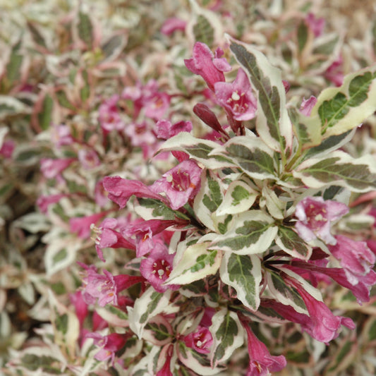 Weigela florida 'Verweig'