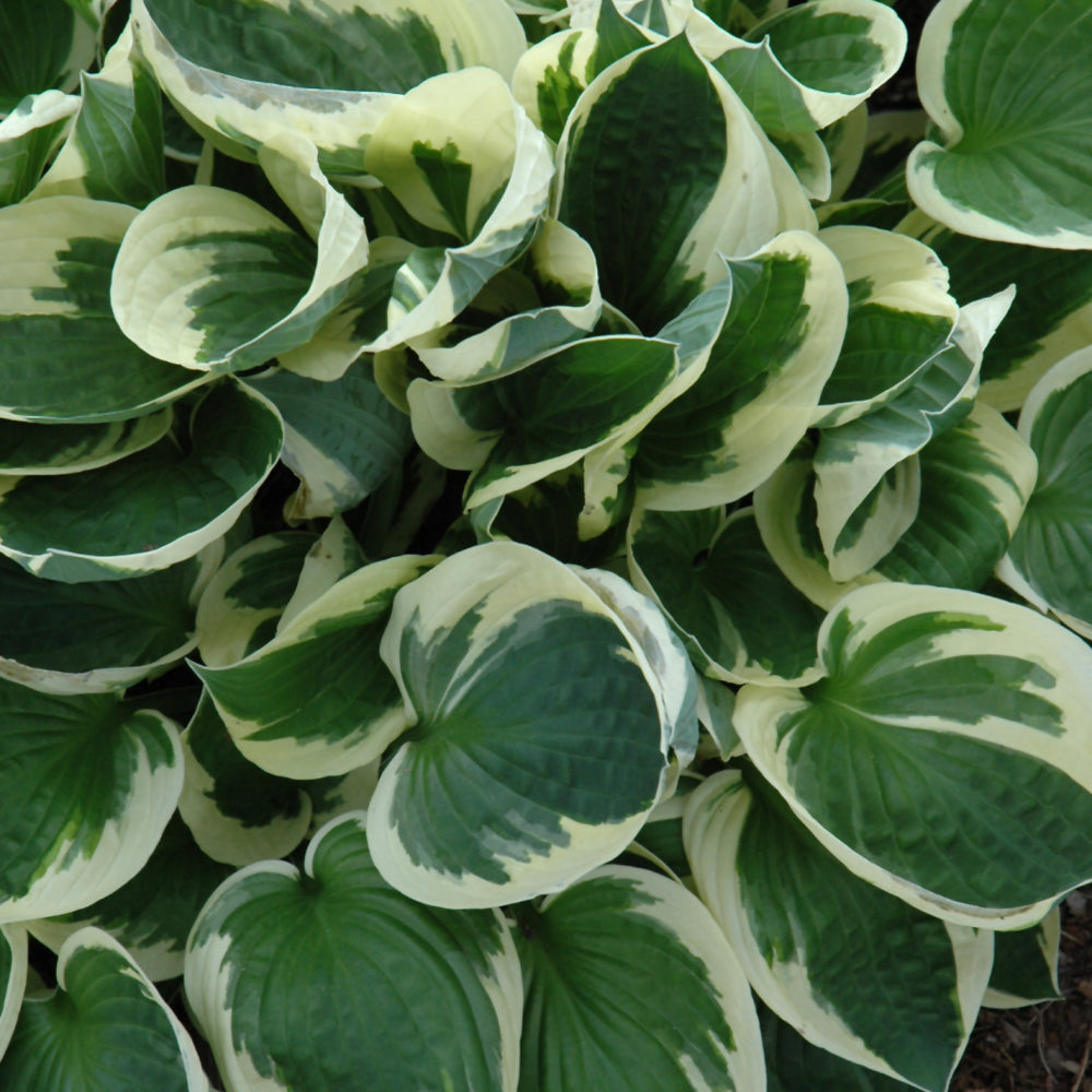 Patriot Hosta