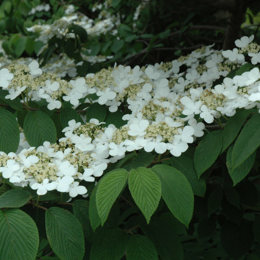 Shasta Doublefile Viburnum