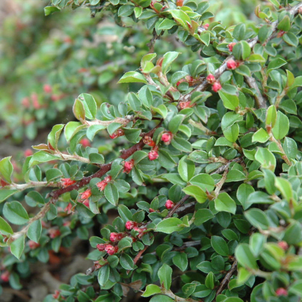 Little Gem Cotoneaster