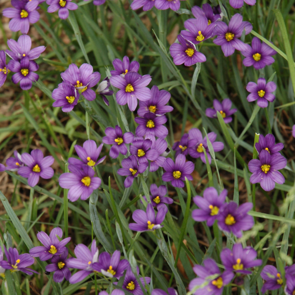 Sisyrinchium angustifolium 'Lucerne'