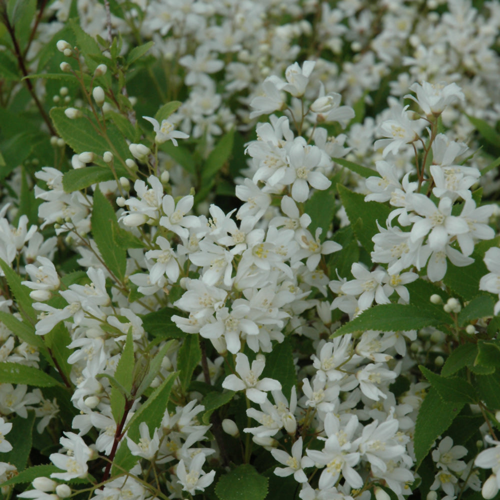 Nikko Deutzia