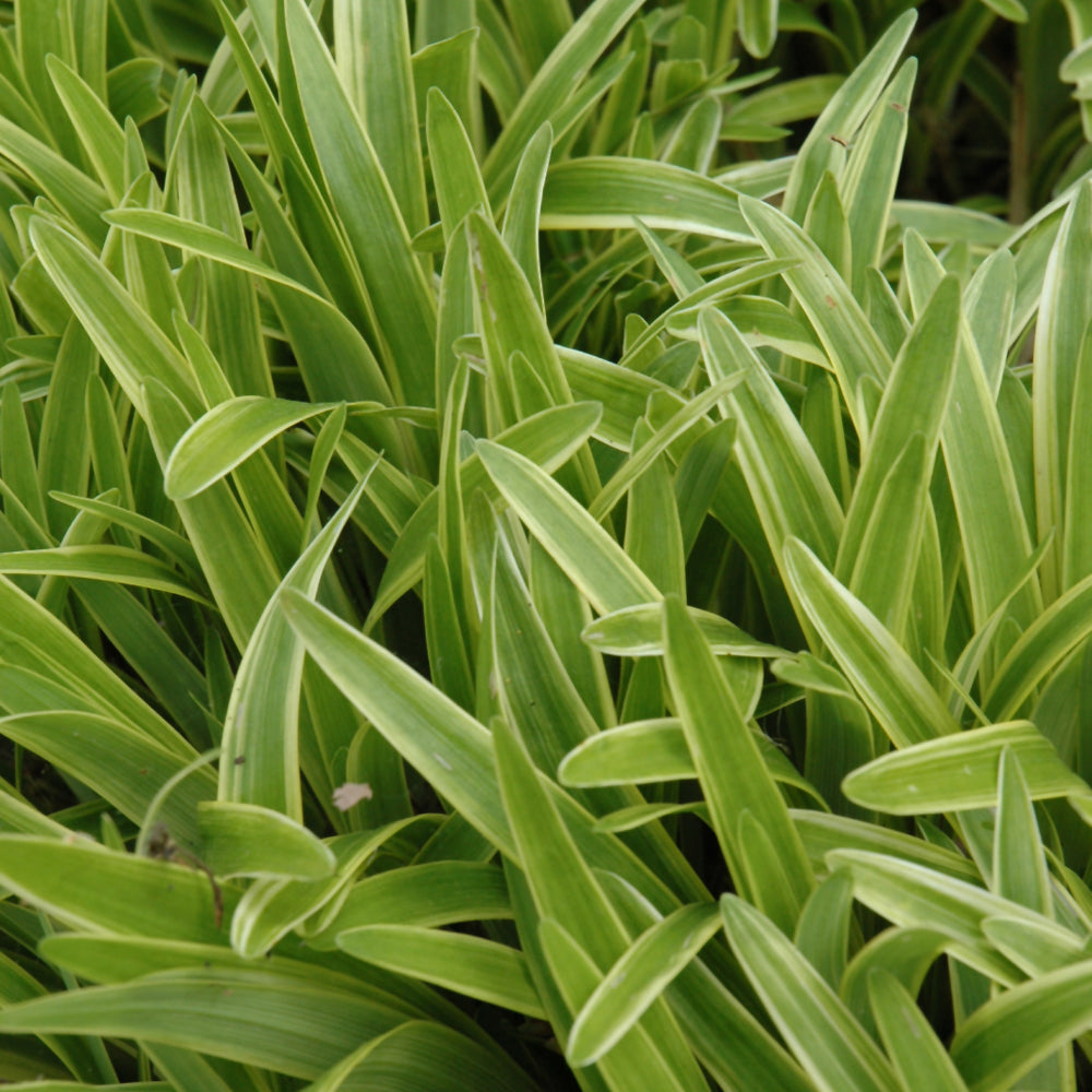 Variegata Lily Turf