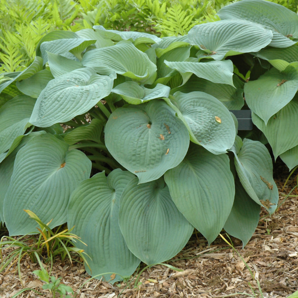 Hosta 'Big Daddy'