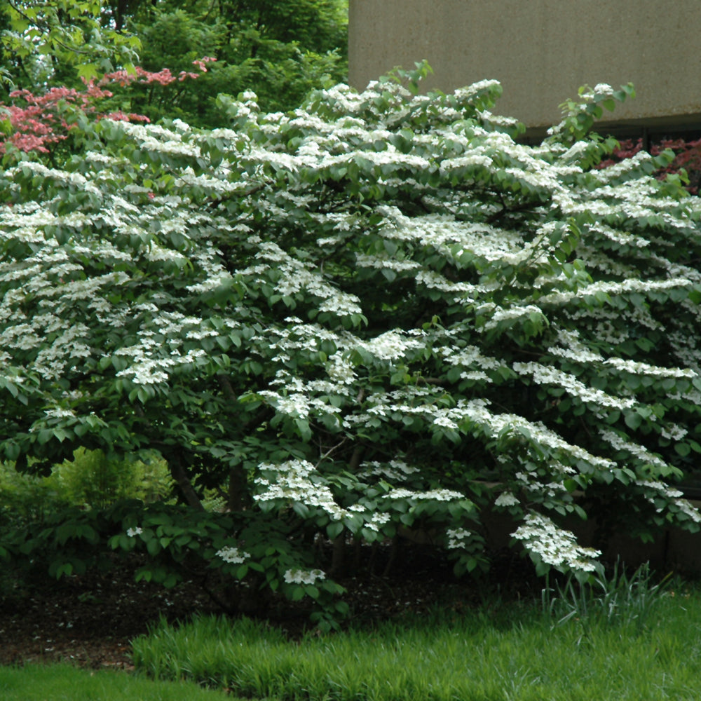 Shasta Doublefile Viburnum