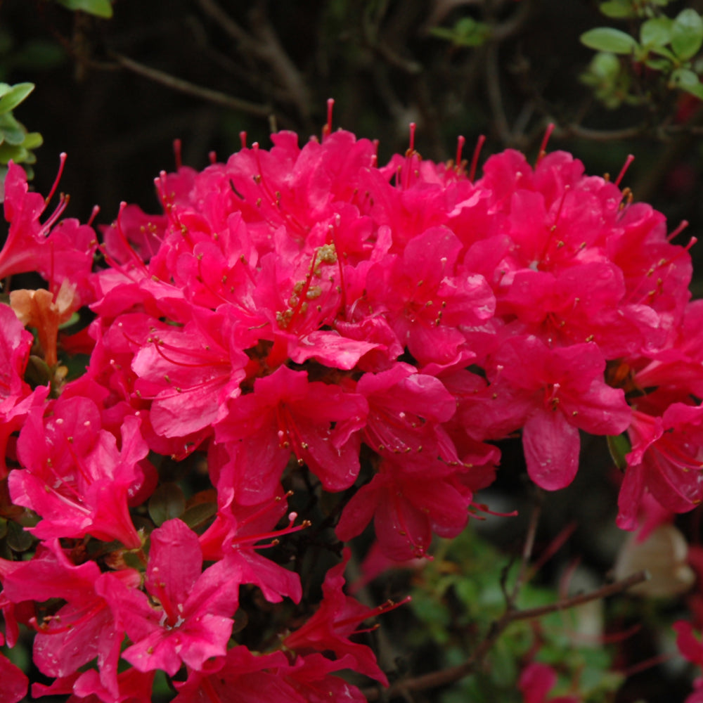 Hino Crimson Azalea