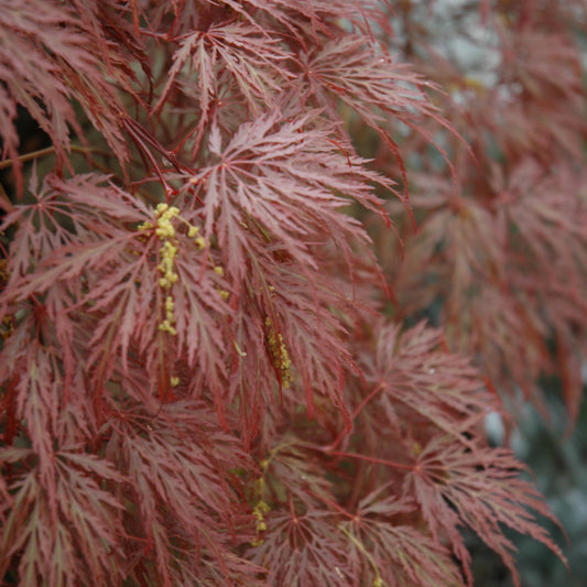 Acer palmatum 'Inaba Shidare'