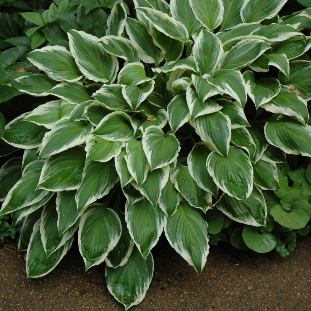 Hosta 'So Sweet'