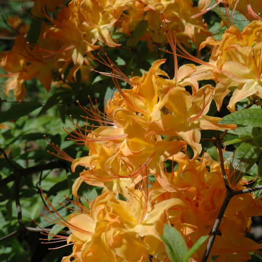 Rhododendron calendulaceum