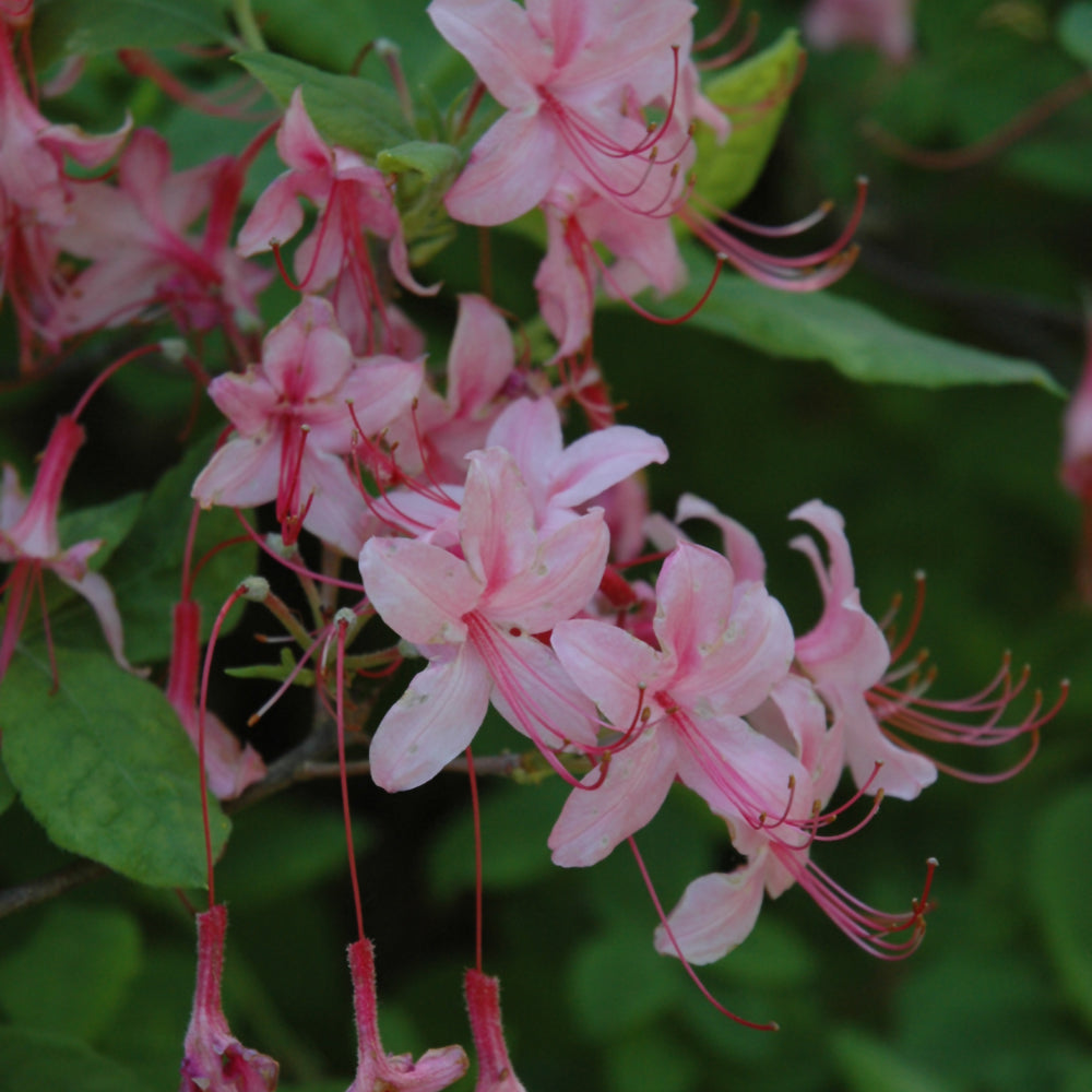 Pinxterbloom Azalea