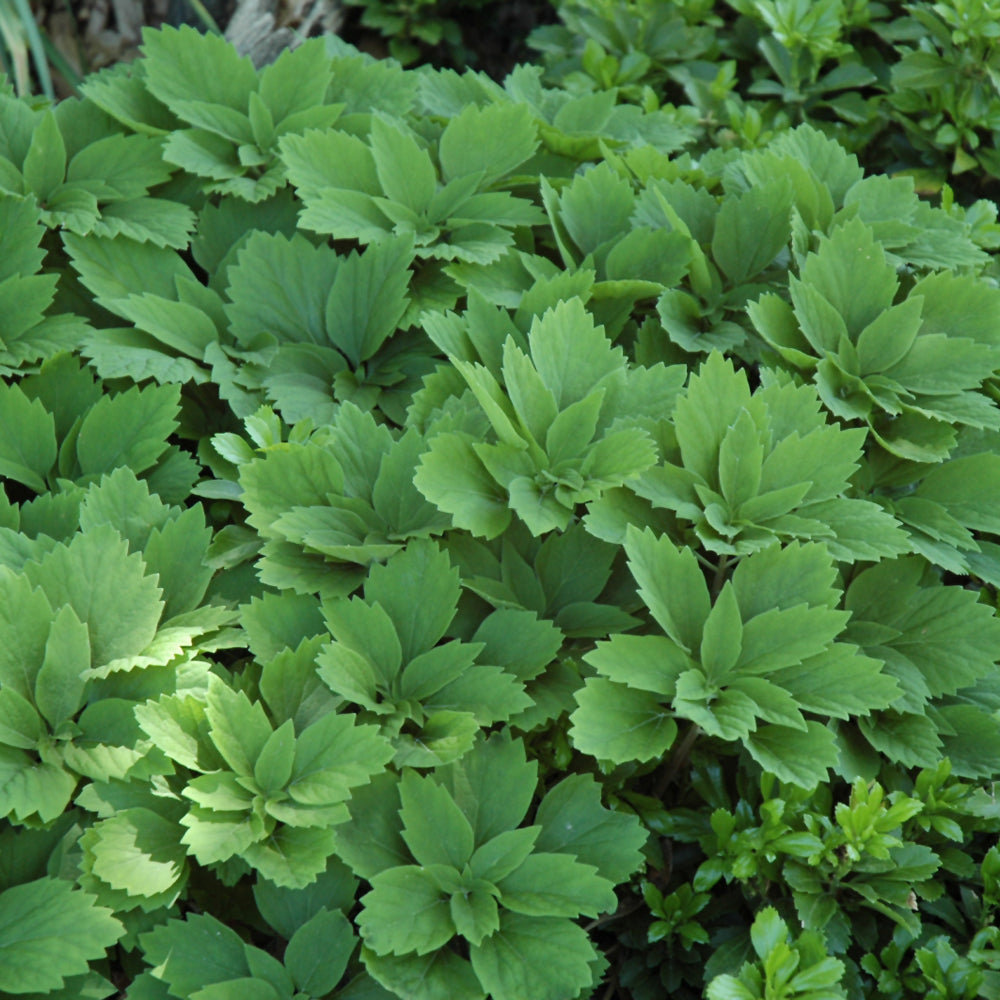 Pachysandra procumbens