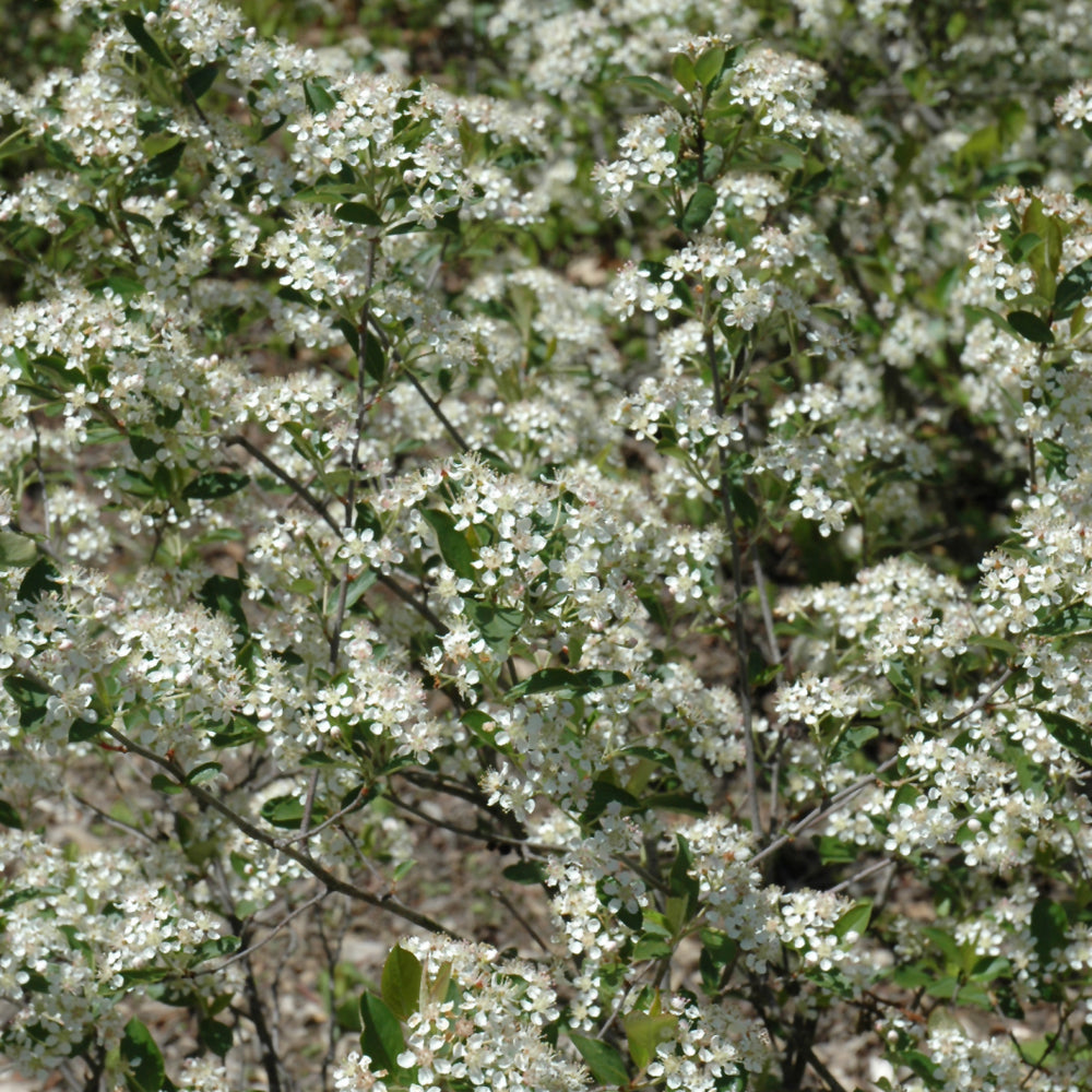 Aronia melanocarpa 'Morton'