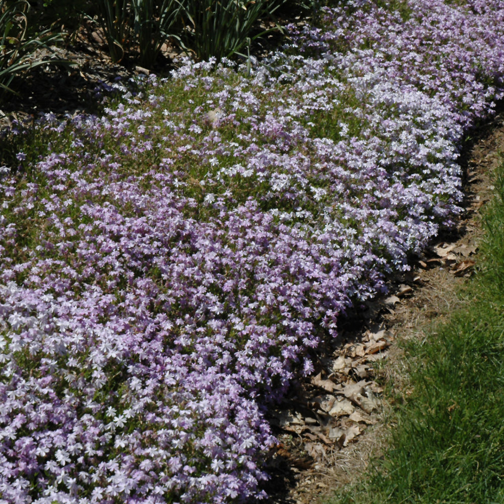 Emerald Blue Moss Phlox