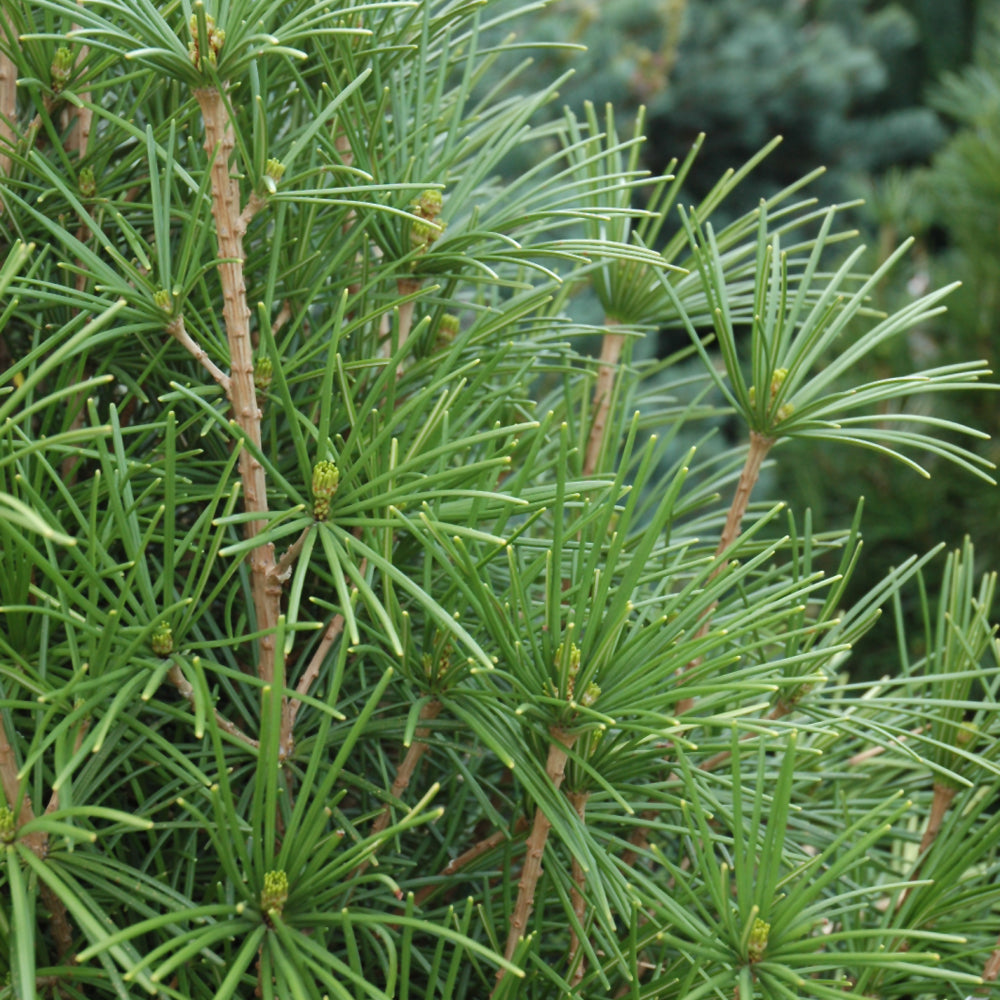 Wintergreen Umbrella Pine
