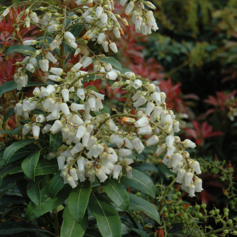 Mountain Fire Japanese Pieris