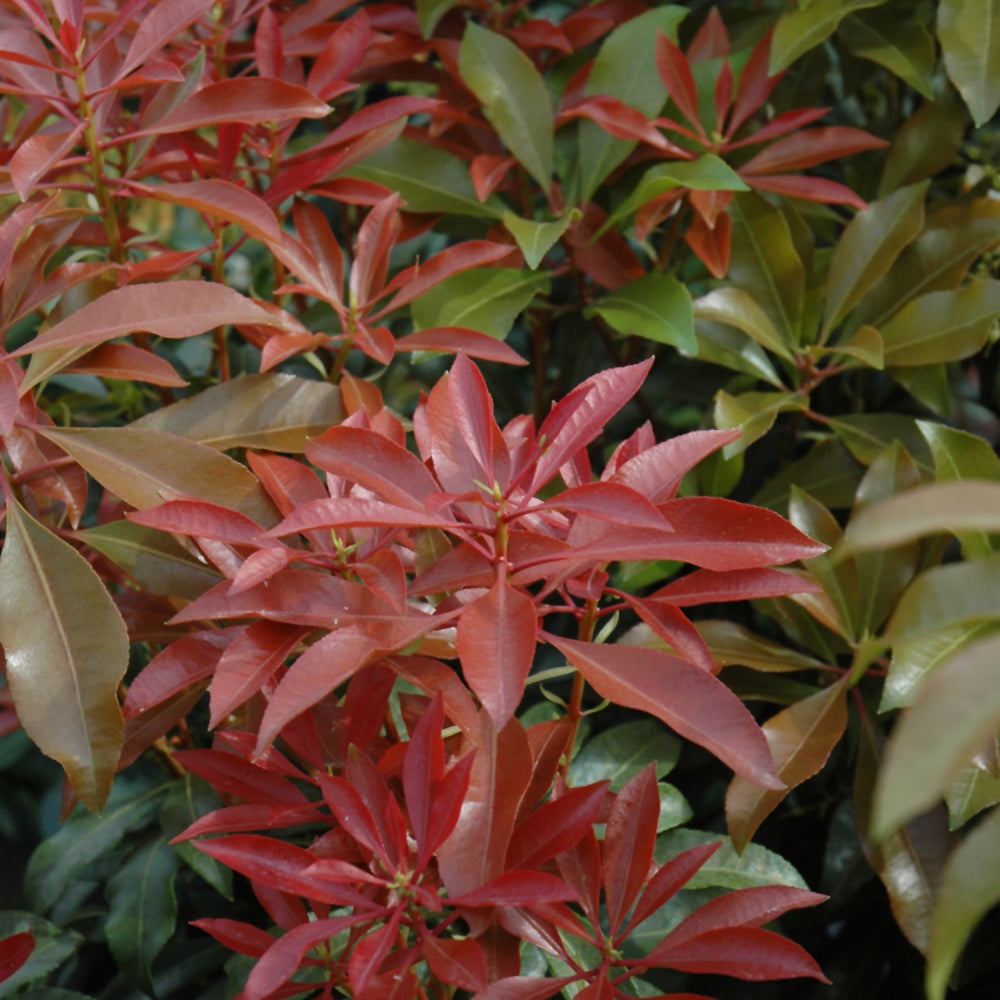 Pieris japonica 'Mountain Fire'