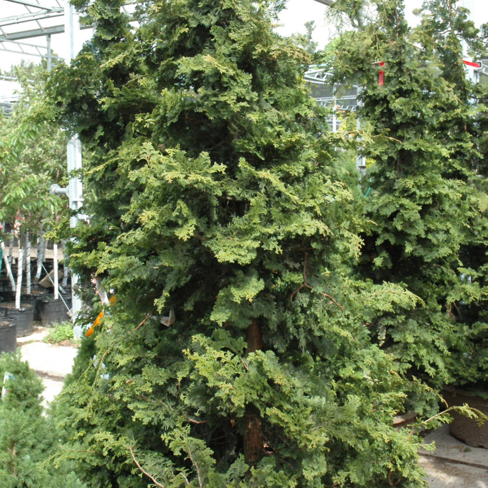 Chamaecyparis obtusa 'Wells Special'