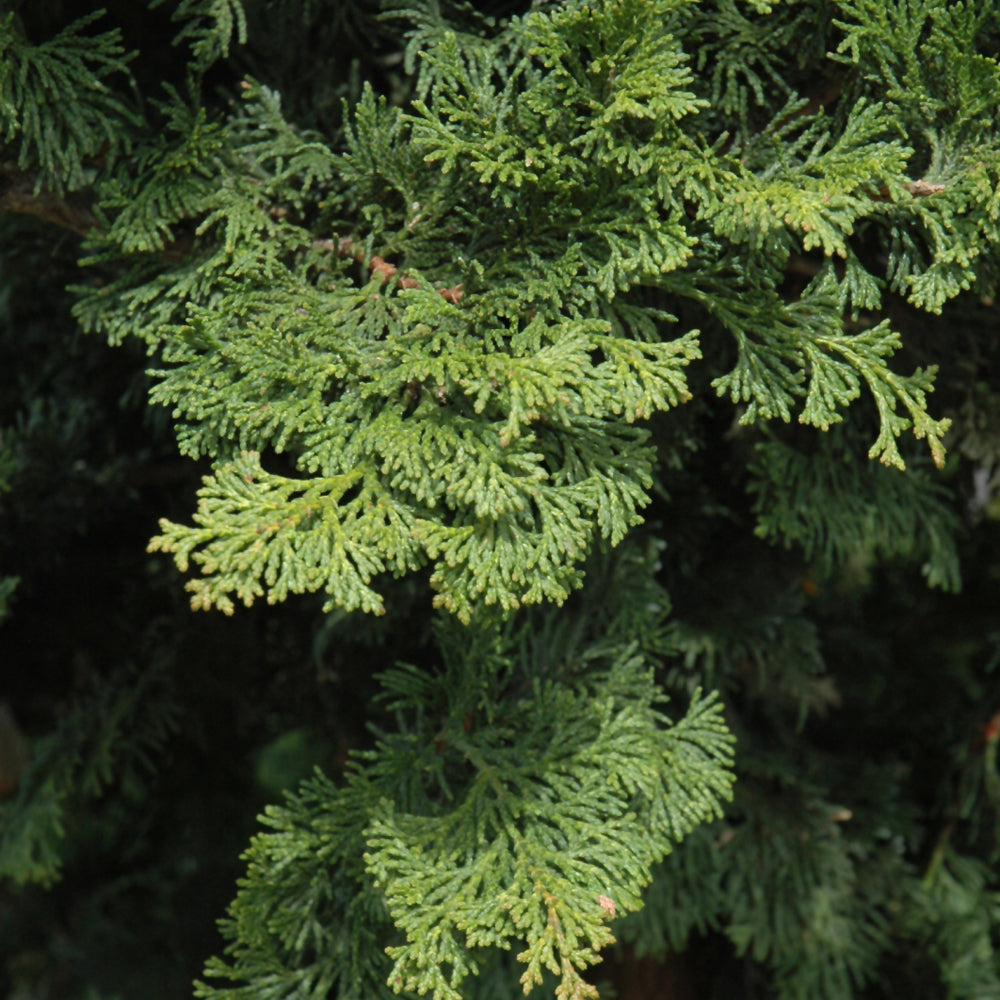 Wells Special Hinoki Falsecypress