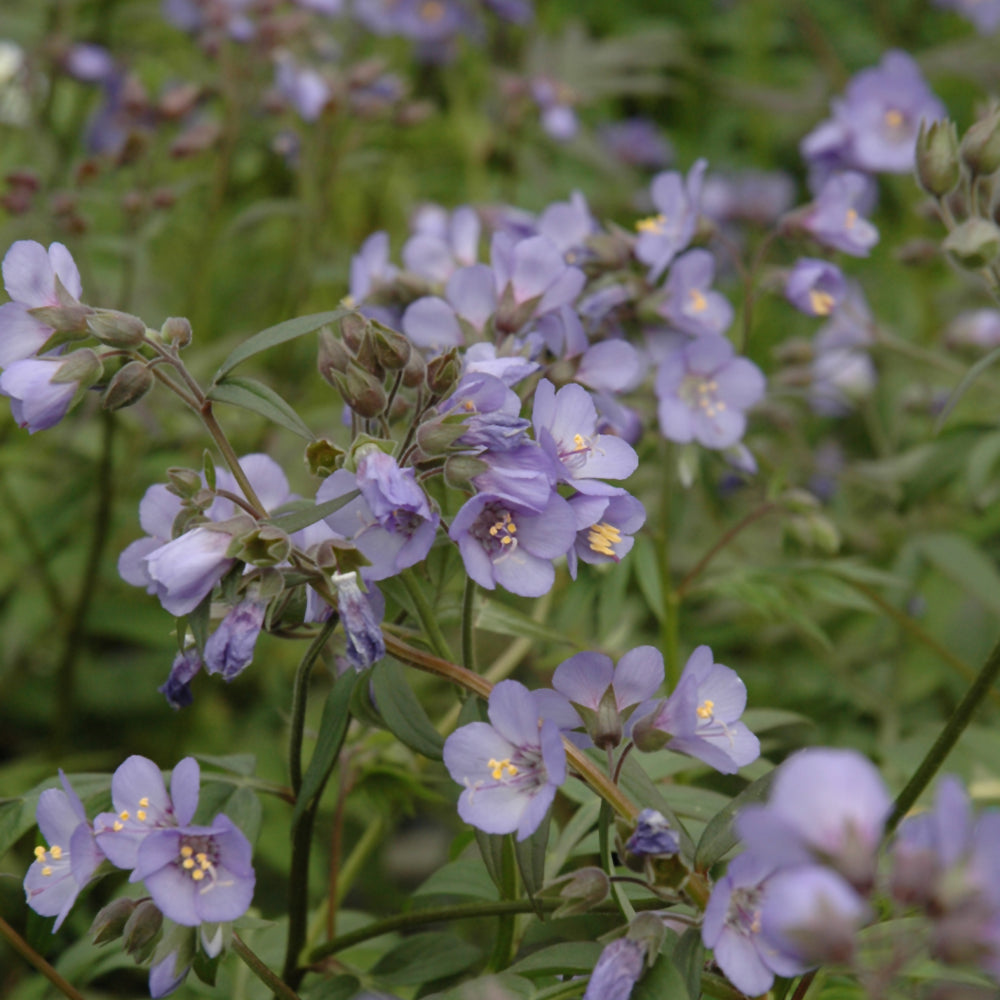 Polemonium 'Heaven Scent'