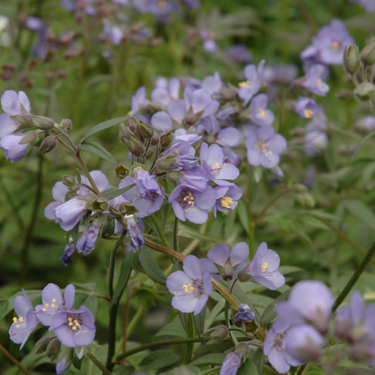 Polemonium 'Heaven Scent'