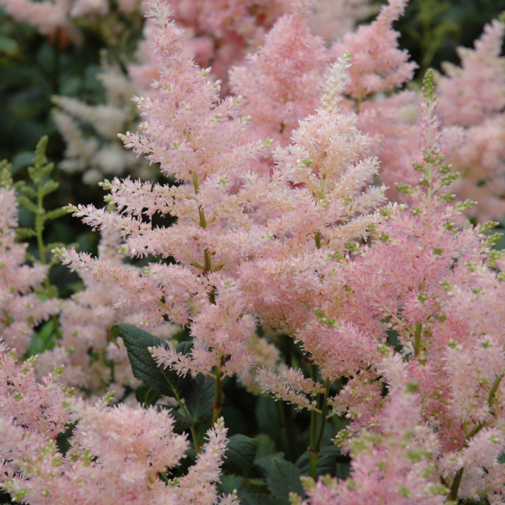 Astilbe x rosea 'Peach Blossom'