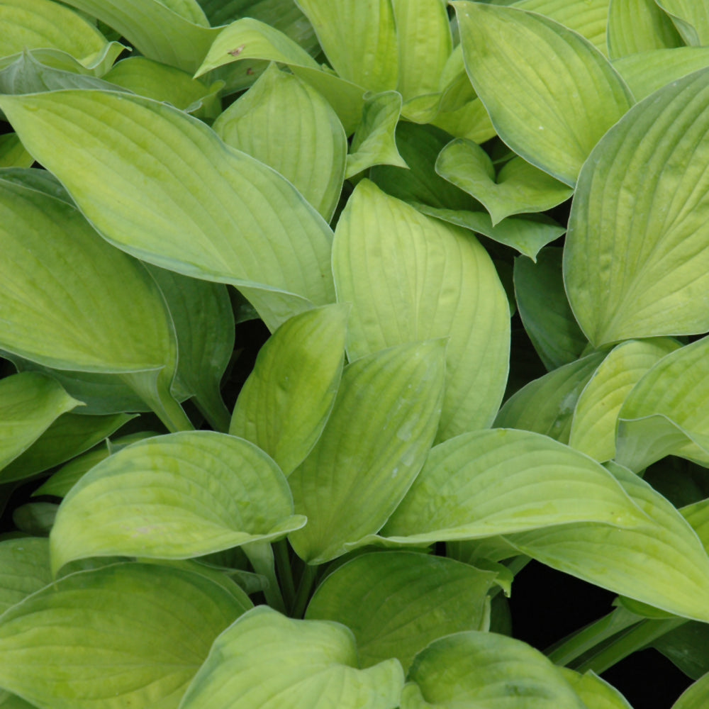 Hosta 'Gold Standard'