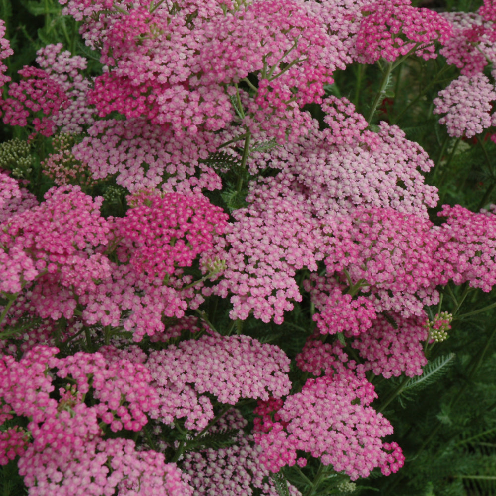 Achillea 'Pink Grapefruit'