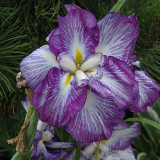 Iris ensata 'Lion King'