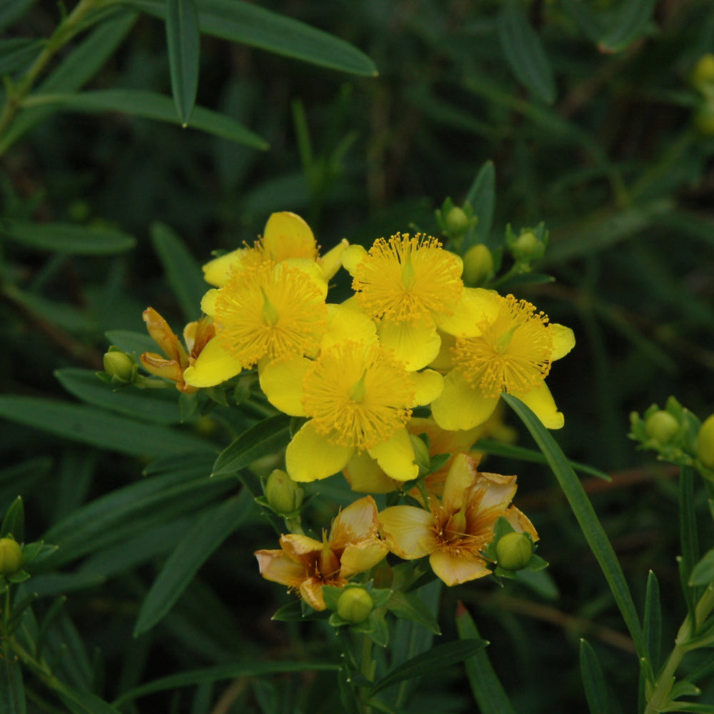 Hypericum kalmianum 'Gemo'