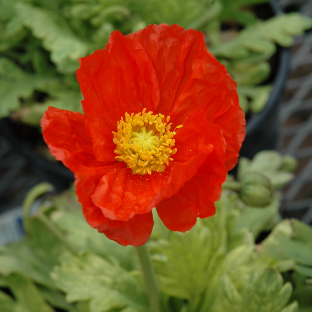 Papaver nudicaule 'Garden Gnome'