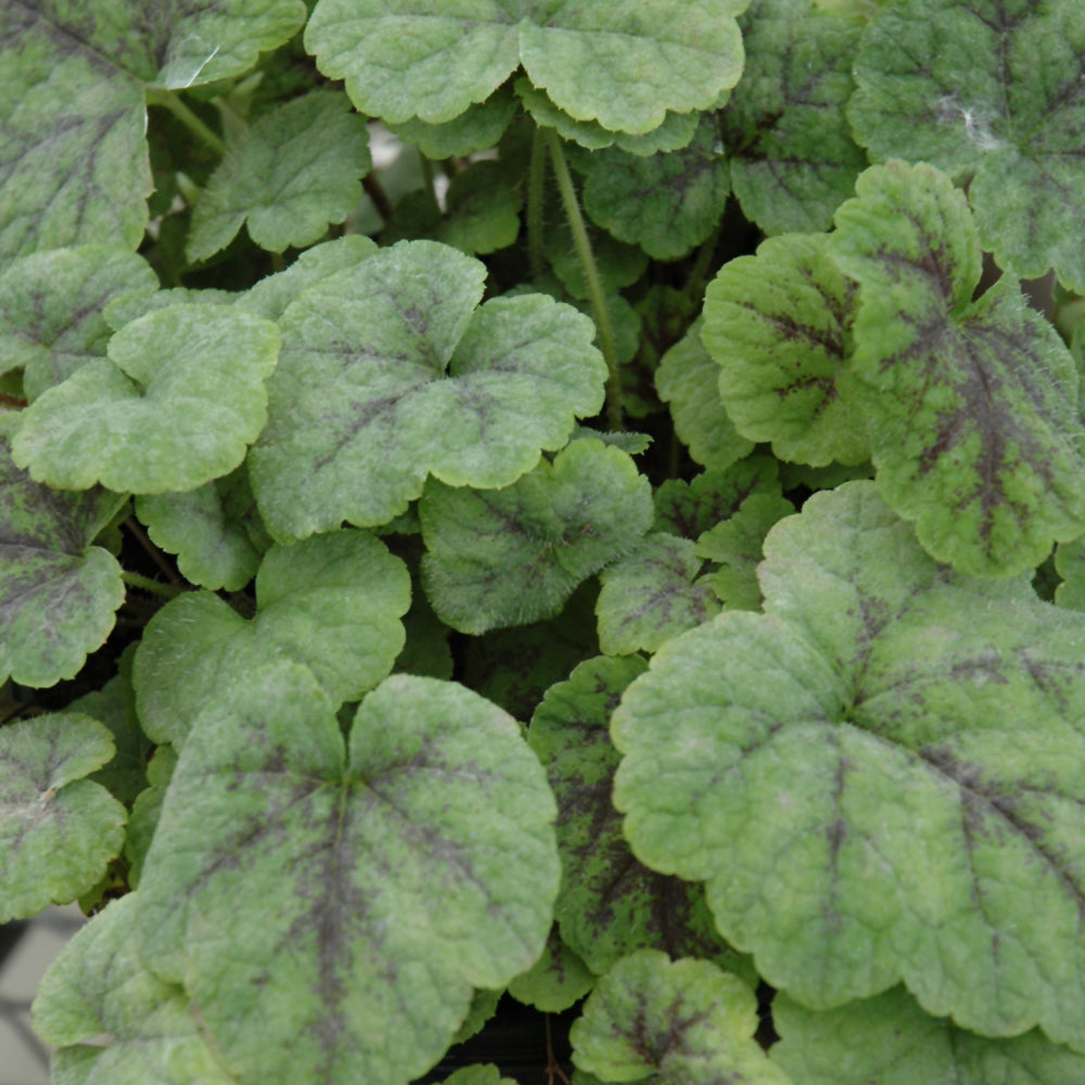 Tiarella cordifolia 'Running Tapestry'