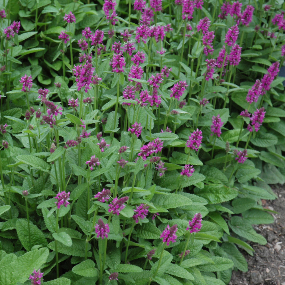 Stachys monieri 'Hummelo'