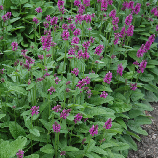 Stachys monieri 'Hummelo'