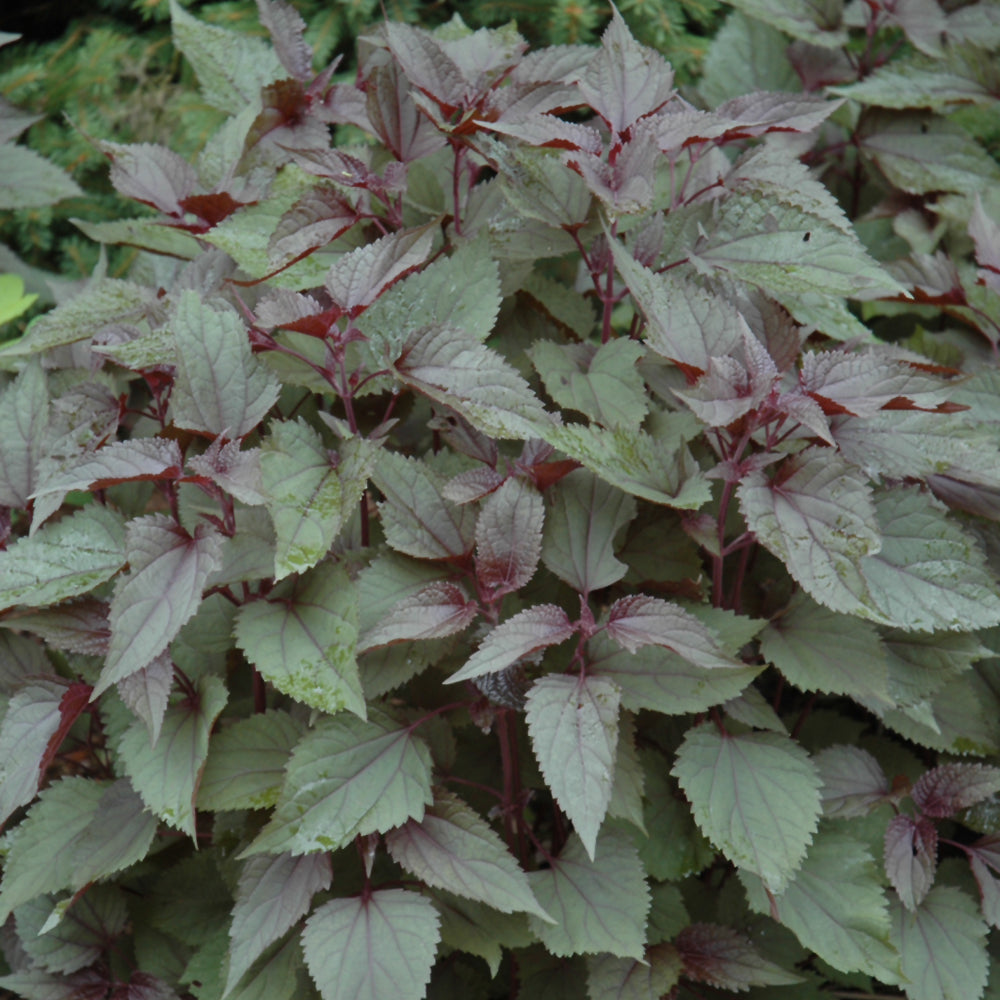 Chocolate Boneset